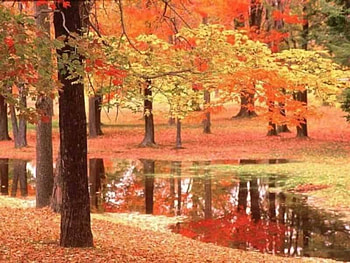 Autumn Reflection, trees, autumn leaves, reflection, lake HD wallpaper