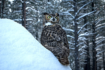 Snow Owl, winter, trees, raptor, forest HD wallpaper