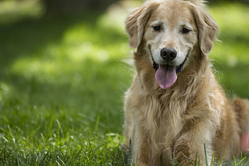 Dog, sweet, animal, dogs, cute, beautiful, puppys, puppy, pretty, animals, lovely HD wallpaper