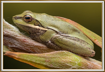 EASTERN SEDGE FROG, NATURE, FROG, CUTE HD wallpaper