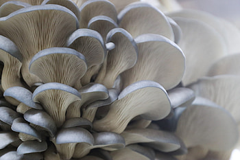Blue oyster mushroom, Liquid culture, Mossy environment, Fungal growth HD wallpaper