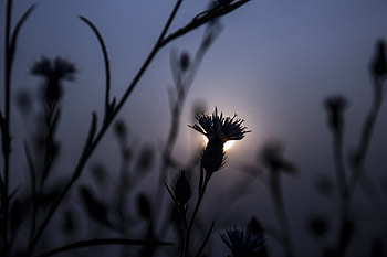 Flora Flower Focus Blur , flora, flowers, nature, blur HD wallpaper