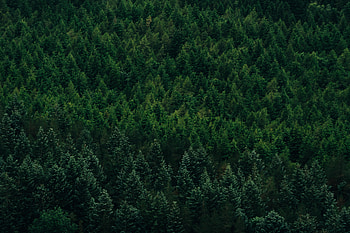 Nature, Trees, View From Above, Coniferous, Forest HD wallpaper