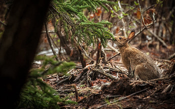 Animals, Grass, Wood, Sit, Tree, Hare HD wallpaper