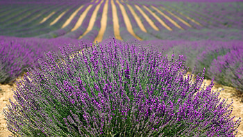 Lavender bush, Vibrant flowers, U, Nature's charm HD wallpaper