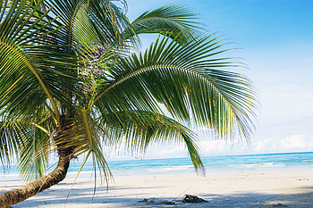 Palm Tree at beach, Beach, nature, palm, tree HD wallpaper