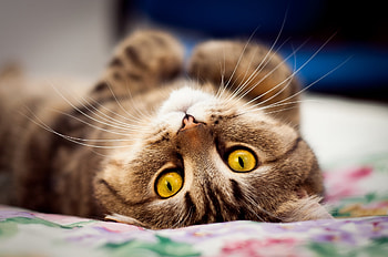 Animals, Cat, Lies, Muzzle, Sight, Opinion, On The Back HD wallpaper
