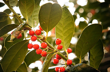 Holly Tree, Leafy shrub, Branches, Colorful nature HD wallpaper