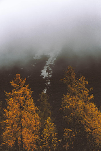 Nature, Trees, Autumn, Fog, Slope HD phone wallpaper