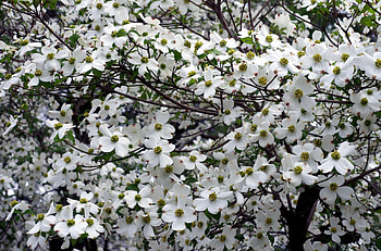 Flowers, Branches, Bloom, Flowering, Garden, Snow White, Snow-White, Dogwood HD wallpaper