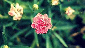 Grass, Leaves, Flower, Macro HD wallpaper