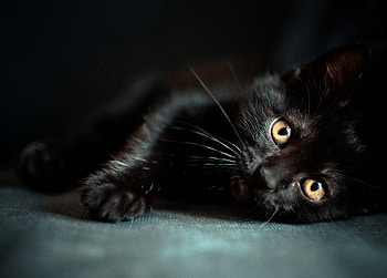 Animals, Kitty, Kitten, To Lie Down, Lie HD wallpaper