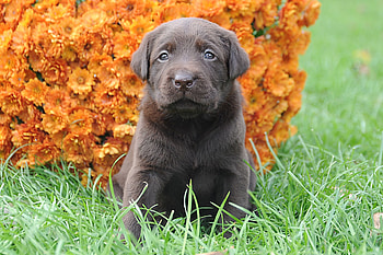 Animals, Flowers, Grass, Muzzle, Puppy HD wallpaper
