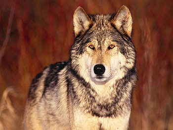 Animals, Wolfs HD wallpaper