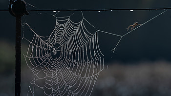 spider collection, Nature's wonders explored, Captivating backgrounds HD wallpaper