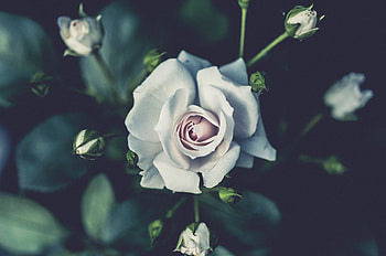 Flowers, Flower, Rose Flower, Rose, Bud HD wallpaper