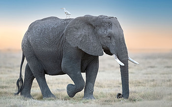 Elephant, animal, tusk, nature HD wallpaper