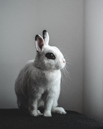 Animals, Rabbit, Hare HD phone wallpaper