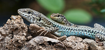 Cannibal lizard snags mouthful HD wallpaper