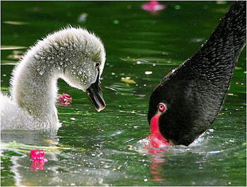 How To Catch Fish ?, gosling, goose, water, lake HD wallpaper