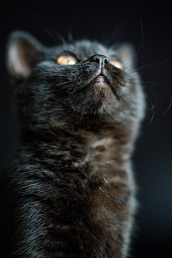 Animals, Cat, Fluffy, Pet, Nose HD phone wallpaper