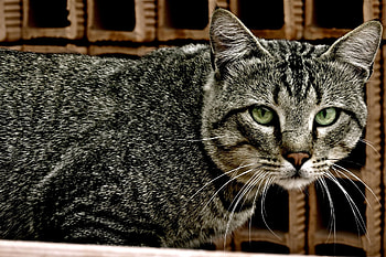 Animals, Cat, To Lie Down, Lie, Striped, Sight, Opinion HD wallpaper