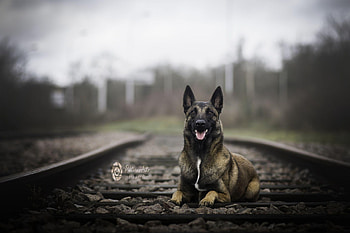 Aidi dog, Belgian malinois, Popular HD wallpaper