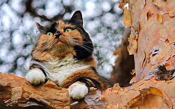 Animals, Wood, Cat, Tree, Spotted, Spotty, Bark HD wallpaper