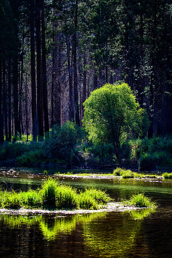Nature, Rivers, Trees, Grass, Forest, Sunlight HD phone wallpaper