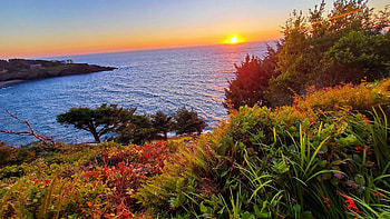 Perfect sunset on a rare cloudless evening in Depoe Bay, Oregon, ocean, coast, planta, trees, sky, sun, usa HD wallpaper