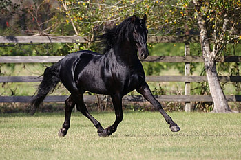 TRIUNFADOR XXIV, spanish, andalusian, horses, black, bob langrish HD wallpaper