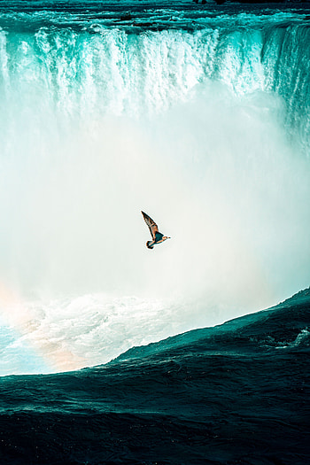 Animals, Water, Bird, Waterfall, Spray, Height HD phone wallpaper