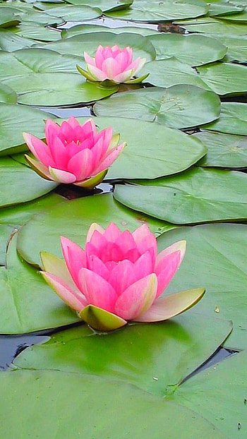Lotus Flower, Pink Lotus Flower HD phone wallpaper
