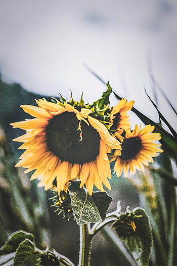 Flowers, Flower, Petals, Sunflower HD phone wallpaper