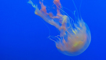 Jellyfish , jellyfish, underwater, animals HD wallpaper