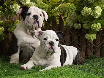 Animals, Dogs HD wallpaper