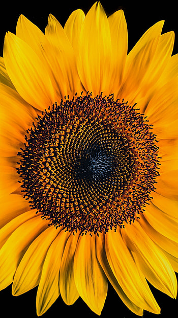 Sunflower , black background, Yellow flowers, Vibrant beauty HD phone wallpaper