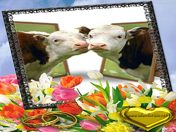 were in love moo-moo, in, moo, cows, love HD wallpaper