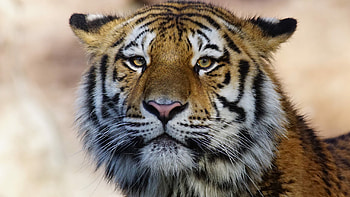 Tiger wild animal, OJ , Powerful predator, Untamed majesty HD wallpaper