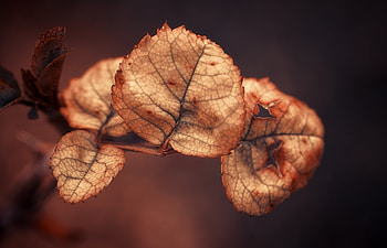 Background, Leaves, Macro, Branch, Dry HD wallpaper