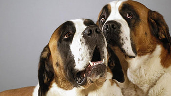 Saint Bernard, big dogs, pets, little dogs, puppies, nature HD wallpaper