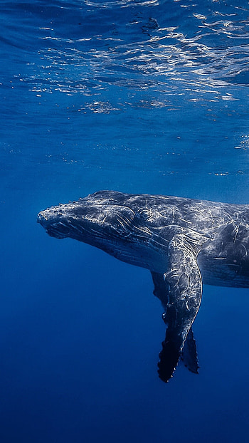 Blue Whale, Whale , backgrounds HD phone wallpaper