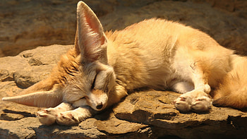 Fennec Fox, , Beautiful fox , Sandy habitat HD wallpaper