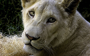 Animals, Lions HD wallpaper