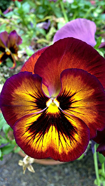 Pansy, Golden Flower HD phone wallpaper