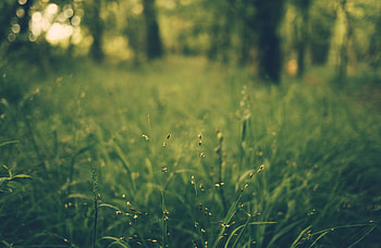Nature, Grass, Blur, Smooth, Field HD wallpaper