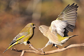 Love Birds, beautiful, birds, , love HD wallpaper