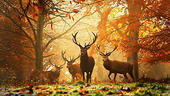Autumn, , Nature's palette, Fall colors HD wallpaper