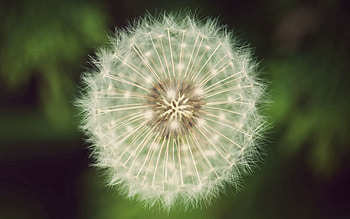 Grass, Flower, Macro, Dandelion, Fluff, Fuzz HD wallpaper