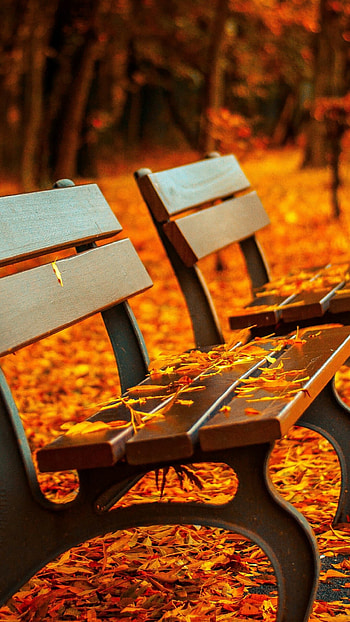 Park (Nature), Autumn park, , Trees leaves bench HD phone wallpaper